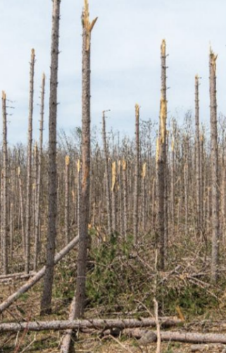 State Forest Management Plan revisions open for public review
